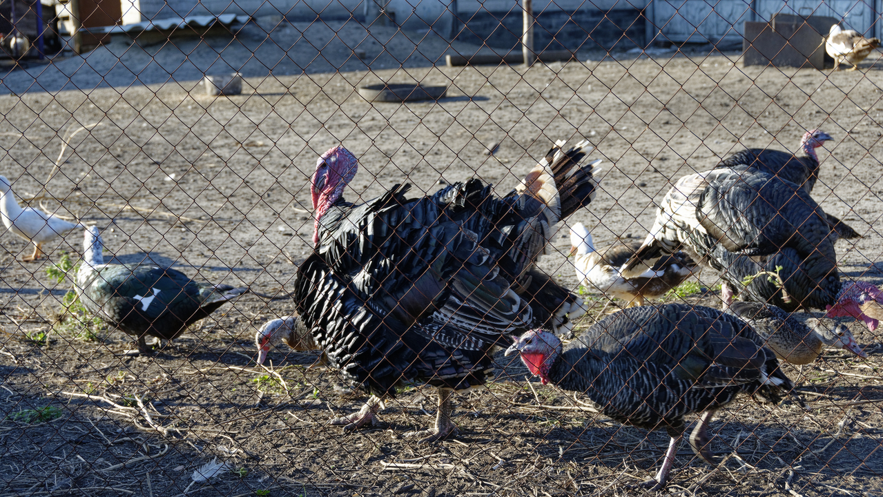 20181001-162532•Omelnik•Kremenchug•Poltava Oblast•Ukraine
